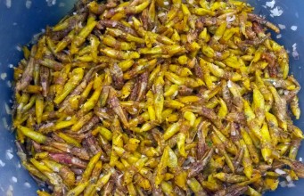 Mummy Tales in Kampala: How to Eat Nsenene (Grasshoppers) -a Ugandan Delicacy
