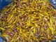 Mummy Tales in Kampala: How to Eat Nsenene (Grasshoppers) -a Ugandan Delicacy