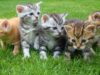 Thinking of Getting a Pet for your Child? The Do’s and Don’ts