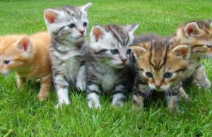 Thinking of Getting a Pet for your Child? The Do’s and Don’ts